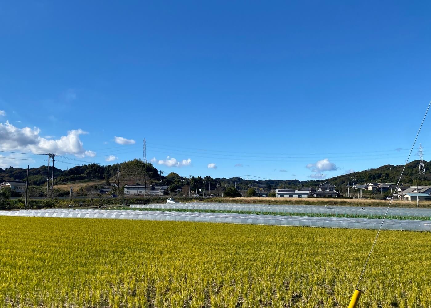 Rice field in Makinohara, Shizuoka, Japan