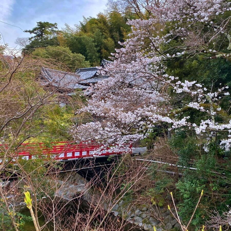 Sakura blossoms, a red bridge, and a ryokan in Yugawara, Kanagawa, Japan.